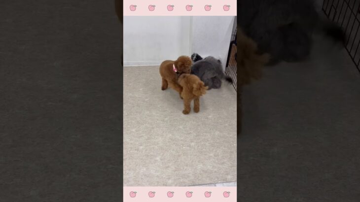 ＃犬のようちえん　＃犬のほいくえん　＃犬お泊りトレーニング　　#子犬しつけ  #しつけ教室 　#トイプードル  　＃犬のしつけ　#shorts 　#パピートレーニング