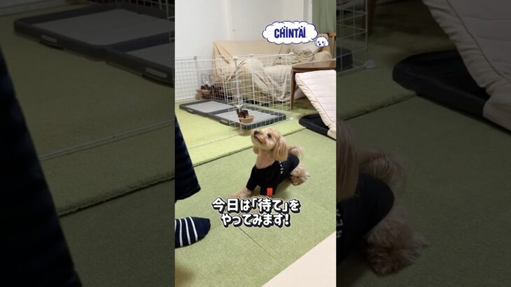 待てる犬・こたろう #shorts #マルプー #犬のいる暮らし #犬のしつけ