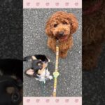 ＃犬のようちえん　＃犬のほいくえん　＃犬お泊りトレーニング　　#子犬しつけ  #しつけ教室 　#チワワ   　＃犬のしつけ　#shorts 　#パピートレーニング
