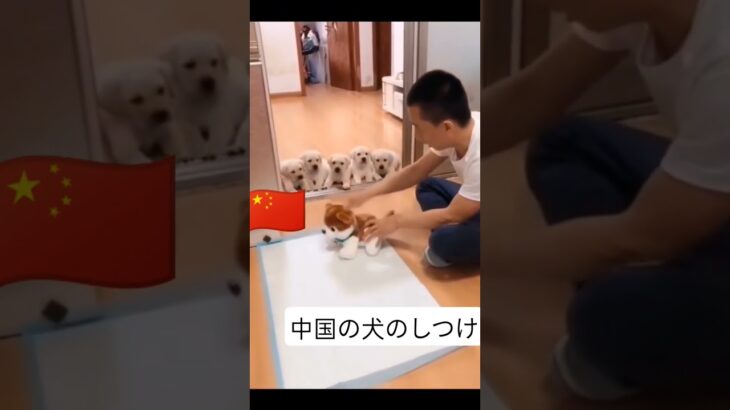 中国の犬のしつけ#犬#中国 #shorts