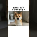 成犬からの柴犬のトイレのしつけ#shorts