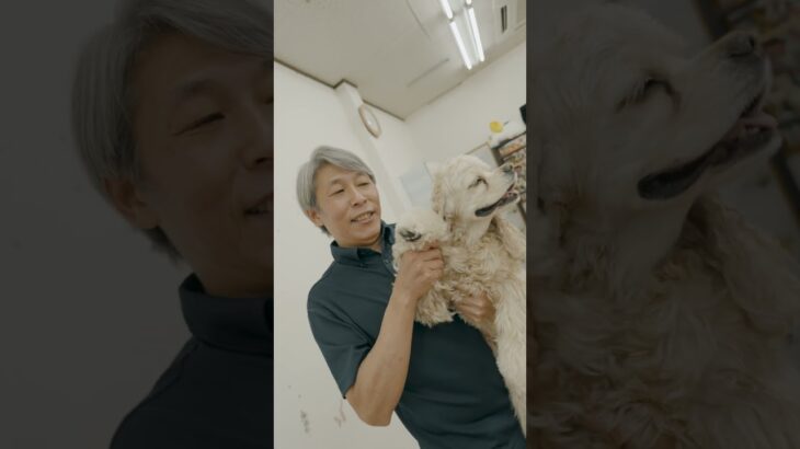 ドッグキャッチしつけ教室ぐるり【プロに撮ってもらったよ】 #愛犬 #看板犬 #アシスト犬 #shorts