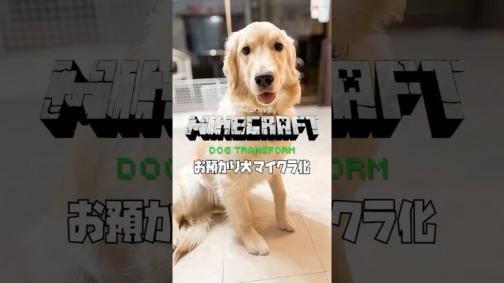 【お預かり犬 マインクラフト化】ゴールデンレトリバー #siberian-husky minecraft dog transform  #minecraftshorts