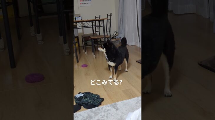 #豆柴の日常 #可愛い犬動画 #可愛い #柴犬 #豆柴しつけ