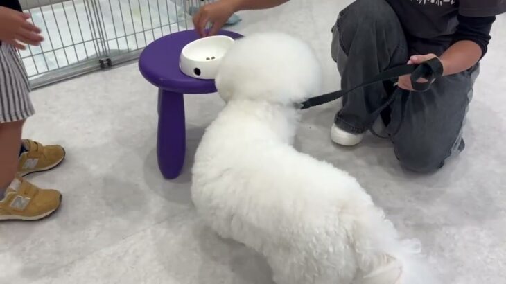 犬の幼稚園 ローヌくんとトレーニング