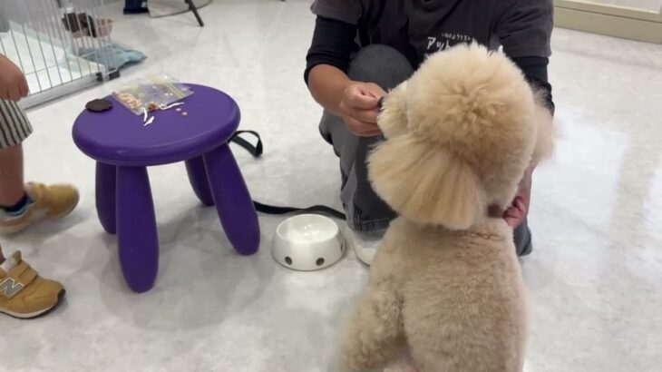 犬の幼稚園 レオくんとトレーニング