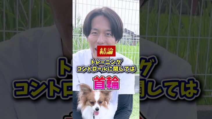 【犬しつけ】首輪とハーネスどっちがいい？