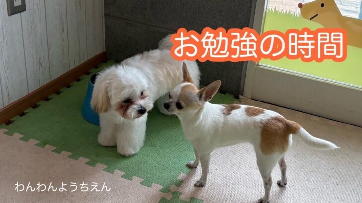 【犬の幼稚園】バックしながら回る？？