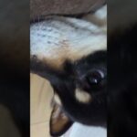 アンパンマン（笑）#豆柴の日常 #可愛い犬動画 #可愛い #柴犬 #豆柴しつけ #犬のいる生活 #豆柴アップ