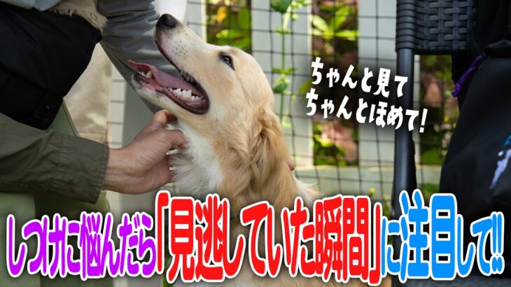 【犬しつけ】怒ると逆効果！？しつけの鍵とは？