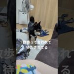 お散歩待ち#豆柴の日常 #可愛い犬動画 #可愛い #柴犬 #豆柴しつけ #犬のいる生活