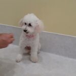 犬の幼稚園 ななちゃんとトレーニング