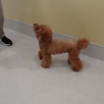 犬の幼稚園 たろうくんとトレーニング
