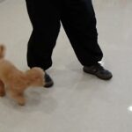 犬の幼稚園 ぴっぴちゃんとトレーニング