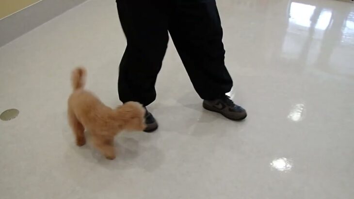 犬の幼稚園 ぴっぴちゃんとトレーニング