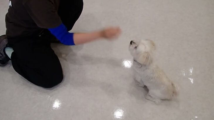 犬の幼稚園 ラフくんとトレーニング