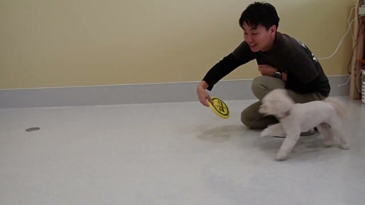 犬の幼稚園 空ちゃんとトレーニング