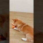 おニューのオモチャ✨️#こいぬ#しつけ方#コーギー#柴犬#ミックス犬