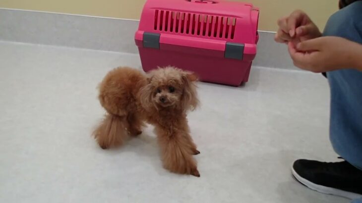 犬の幼稚園 ドレミちゃんとトレーニング