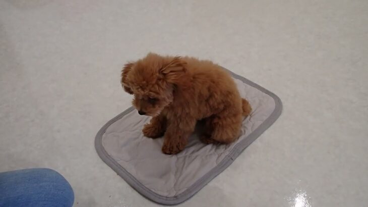 犬の幼稚園 くんくんちゃんとトレーニング