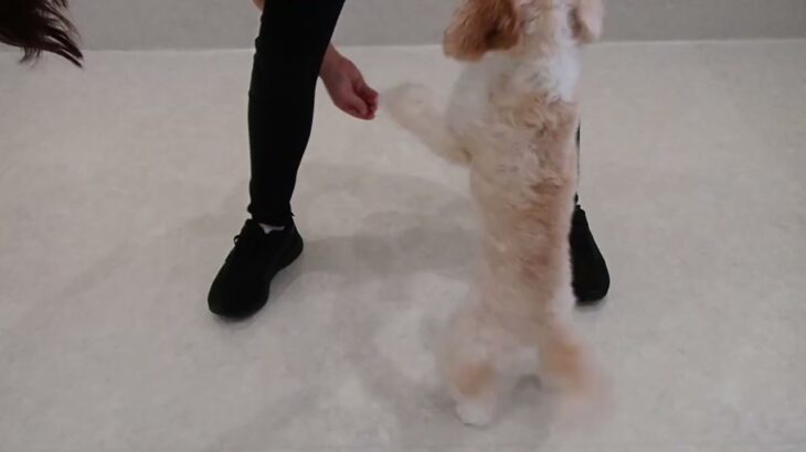 犬の幼稚園 エマちゃんとトレーニング