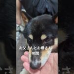 どーして犬は可愛いのか#豆柴の日常 #豆柴好き #可愛い犬動画 #可愛い #柴犬 #豆柴しつけ #元気になる動画