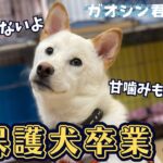 【保護犬】ついに里親決まりました！~里親が決まるまでのトレーニングを紹介！~