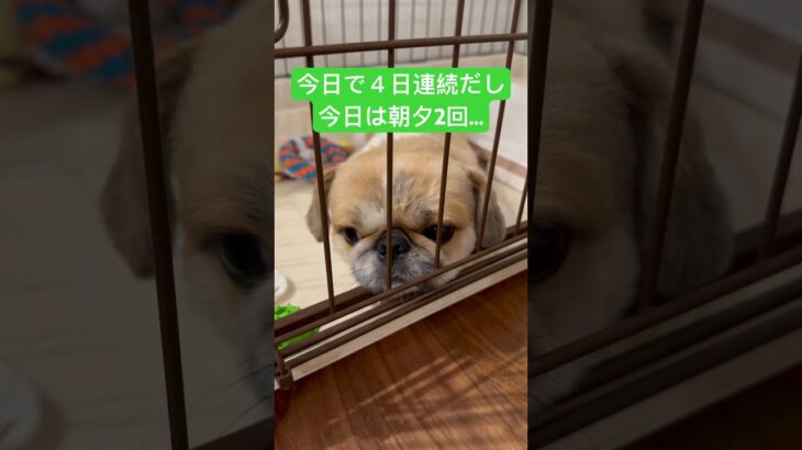 トイトレ再び。　#犬のしつけ #トイトレ #ペキニーズ #いぬのきもち #マーキング