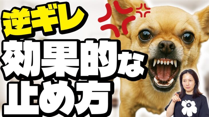 叱ると逆ギレ！？犬がさらに吠えたり噛んでくる場合の対処法について
