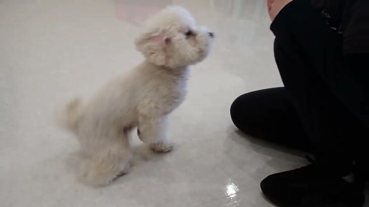 犬の幼稚園 ぽてとくんとトレーニング