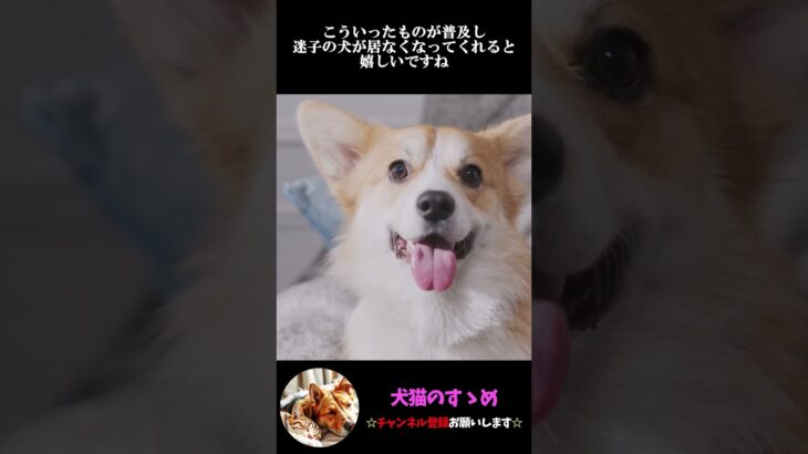【犬の鼻紋はそれぞれ違う！？】迷子犬０になるプロジェクトが始まろうとしている#犬 #プチ知識  #ゆっくり解説  ＃しつけ #心理学 #犬のいる生活  #愛犬