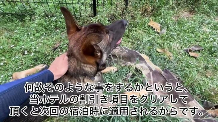 簡単に出来る！？預かりのプロが教える躾のコツとは！？