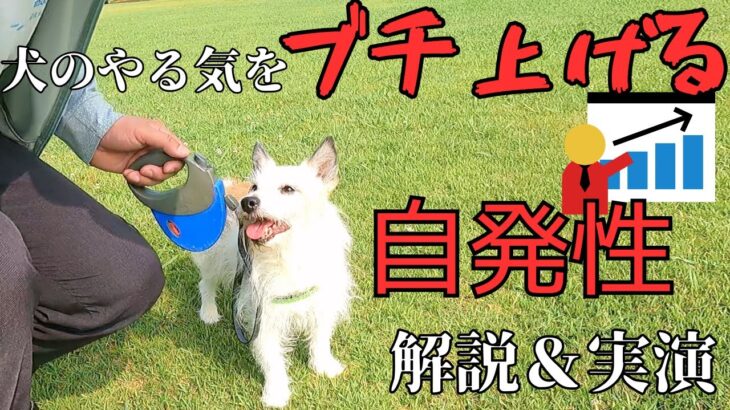 【自発性】犬のやる気を爆上げするトレーニング方法【強化】