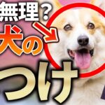 【しつけの真実】 成犬のしつけ、正直もう無理？ 広まりすぎた間違った常識を暴く！