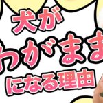 犬がわがままになる習慣。犬をわがままにする育て方をしていませんか？【犬のしつけ】