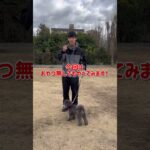 犬のしつけに困っている人はチャンネルアイコンをタップしてチャンネル登録しておいて！#ドッグトレーナー#犬のしつけ