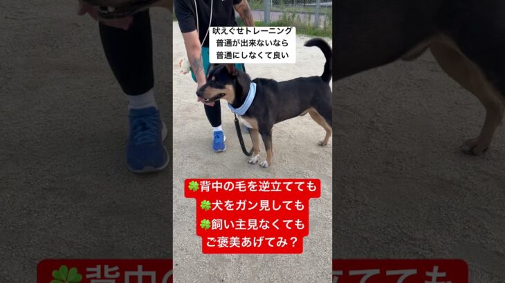 常識外のトレーニング方法 #吠えぐせ #問題行動 #犬