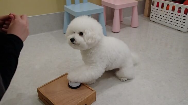 犬の幼稚園 ローヌくんとトレーニング