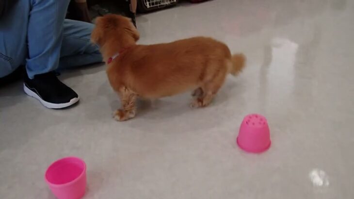 犬の幼稚園 はやぶさくんとトレーニング