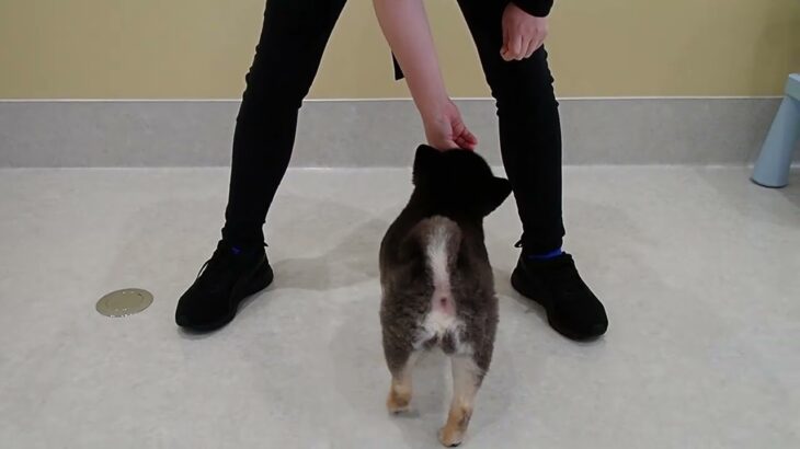 犬の幼稚園 こきりちゃんとトレーニング