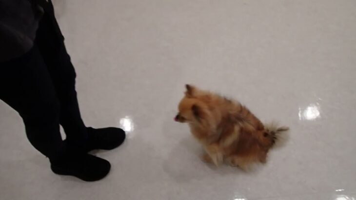 犬の幼稚園 くるみちゃんとトレーニング