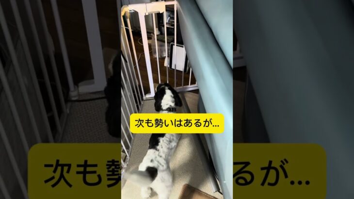 犬に吠えてしまったらこのトレーニングを参考にしてみてね！ #無駄吠え #犬 #しつけ