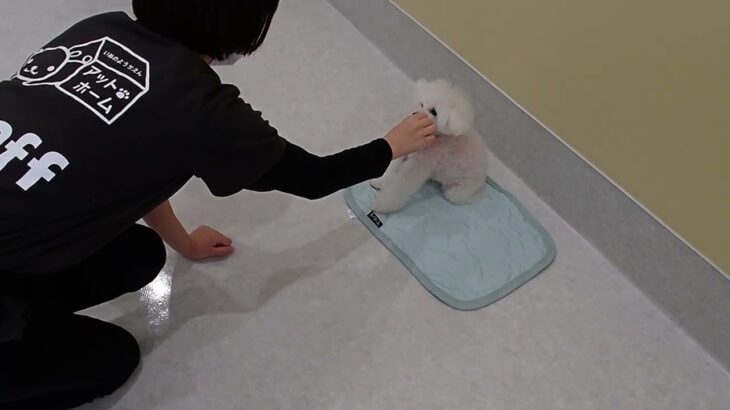 犬の幼稚園 バニラちゃんとトレーニング