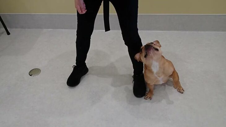 犬の幼稚園 レオくんとトレーニング