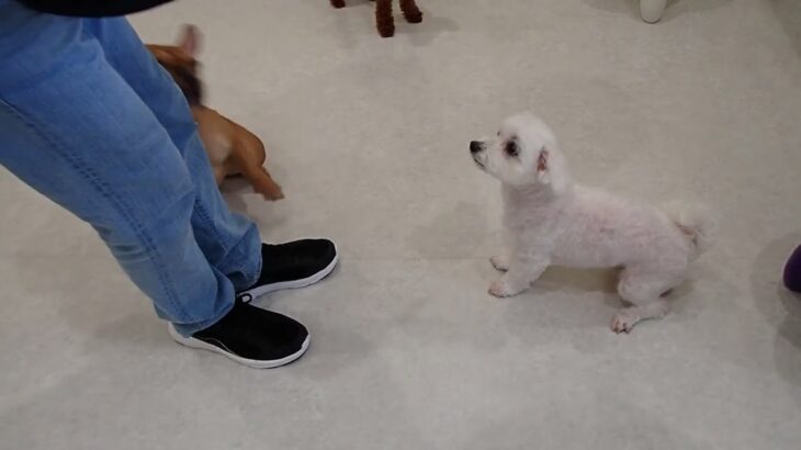 犬の幼稚園 華ちゃんとトレーニング