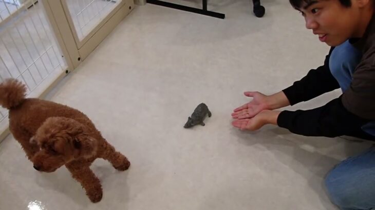 犬の幼稚園 つむぎちゃんとトレーニング