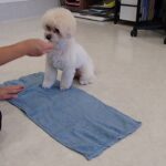 犬の幼稚園 空ちゃんとトレーニング