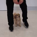 犬の幼稚園 むぎくんとトレーニング