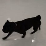 犬の幼稚園 金吾くんとトレーニング