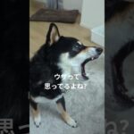 #豆柴の日常 #可愛い犬動画 #可愛い #柴犬 #豆柴しつけ #癒し #イライラしてる？